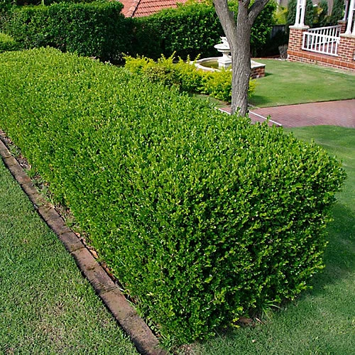 100 X Buxus Sempervirens - Evergreen Box Hedge Shrubs For Lush UK Gardens - Outdoor Plants (20-30cm) 1 100 X Buxus Sempervirens - Evergreen Box Hedge Shrubs For Lush UK Gardens - Outdoor Plants (20-30cm)