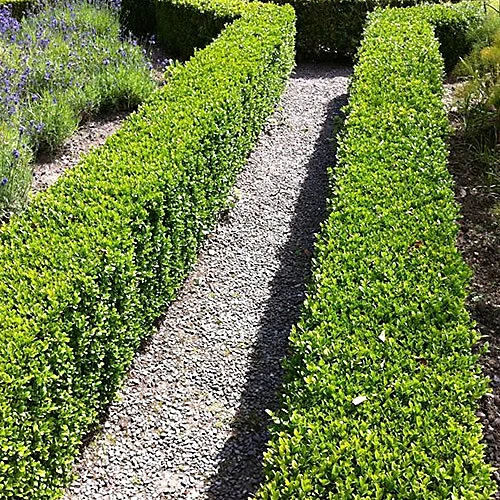 100 X Buxus Sempervirens - Evergreen Box Hedge Shrubs For Lush UK Gardens - Outdoor Plants (20-30cm) 3 100 X Buxus Sempervirens - Evergreen Box Hedge Shrubs For Lush UK Gardens - Outdoor Plants (20-30cm) - Image 3