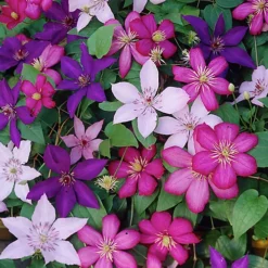 3 Mixed Clematis - Beautiful Flowering Vines For UK Gardens - Outdoor Plants (30-40cm)