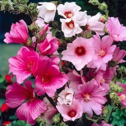 3 Mixed Lavatera - Lovely Flowering Shrubs For UK Gardens - Outdoor Plants (20-30cm)