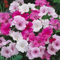 3 Mixed Lavatera - Lovely Flowering Shrubs For UK Gardens - Outdoor Plants (20-30cm) -Outlet Green Shrub Hub Store 3 mixed lavatera lovely flowering shrubs for uk gardens outdoor plants 20 30cm 5059442043064 03c MP