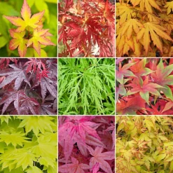 3 X Acer Mix - Assorted Japanese Maple Trees For Beautiful UK Gardens - Outdoor Plants (30-40cm)