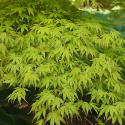 3 X Acer Mix - Assorted Japanese Maple Trees For Beautiful UK Gardens - Outdoor Plants (30-40cm) -Outlet Green Shrub Hub Store 3 x acer mix assorted japanese maple trees for beautiful uk gardens outdoor plants 30 40cm 5059442021994 03c MP