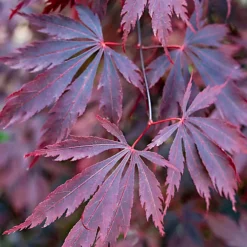 3 X Acer Mix - Assorted Japanese Maple Trees For Beautiful UK Gardens - Outdoor Plants (30-40cm) -Outlet Green Shrub Hub Store 3 x acer mix assorted japanese maple trees for beautiful uk gardens outdoor plants 30 40cm 5059442021994 06c MP