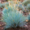 3 X Festuca Intense Blue - Striking Ornamental Grass For Vibrant UK Gardens - Outdoor Plants (10-20cm)