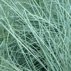 3 X Festuca Intense Blue - Striking Ornamental Grass For Vibrant UK Gardens - Outdoor Plants (10-20cm) -Outlet Green Shrub Hub Store 3 x festuca intense blue striking ornamental grass for vibrant uk gardens outdoor plants 10 20cm 5051641446714 03c MP