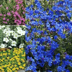 3 X Mixed Alpines - Assorted Hardy Plants For Charming UK Gardens - Outdoor Plants (10-20cm) -Outlet Green Shrub Hub Store 3 x mixed alpines assorted hardy plants for charming uk gardens outdoor plants 10 20cm 5051641550312 03c MP