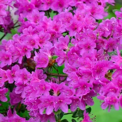 3 X Mixed Azaleas - Assorted Flowering Shrubs For Colourful UK Gardens - Outdoor Plants (20-30cm) -Outlet Green Shrub Hub Store 3 x mixed azaleas assorted flowering shrubs for colourful uk gardens outdoor plants 20 30cm 5059442028658 04c MP