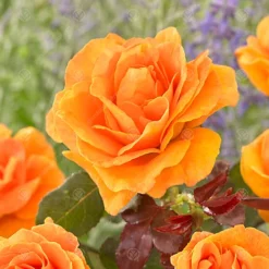 Outlet Green Shrub Hub Store -Outlet Green Shrub Hub Store absent friend orange rose outdoor plant ideal for gardens compact size5051641538693 02c MP
