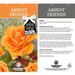 Absent Friend Orange Rose - Outdoor Plant, Ideal For Gardens, Compact Size -Outlet Green Shrub Hub Store absent friend orange rose outdoor plant ideal for gardens compact size5051641538693 03c MP
