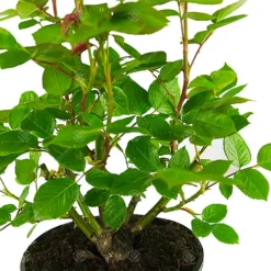 Absent Friend Orange Rose - Outdoor Plant, Ideal For Gardens, Compact Size -Outlet Green Shrub Hub Store absent friend orange rose outdoor plant ideal for gardens compact size5051641538693 04c MP