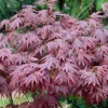 Acer Atropurpureum Garden Tree - Deep Purple Foliage, Compact Size, Hardy (20-40cm)