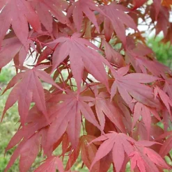 Acer Atropurpureum Garden Tree - Deep Purple Foliage, Compact Size, Hardy (20-40cm) -Outlet Green Shrub Hub Store acer atropurpureum garden tree deep purple foliage compact size hardy 20 40cm 5059442008292 03c MP