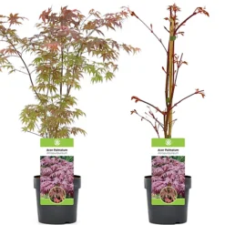 Acer Atropurpureum Garden Tree - Deep Purple Foliage, Compact Size, Hardy (20-40cm) -Outlet Green Shrub Hub Store acer atropurpureum garden tree deep purple foliage compact size hardy 20 40cm 5059442008292 04c MP