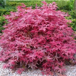 Acer Beni-maiko Garden Tree - Striking Red Leaves, Compact Size, Hardy (20-30cm)