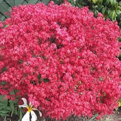 Acer Beni-maiko Garden Tree - Striking Red Leaves, Compact Size, Hardy (20-30cm) -Outlet Green Shrub Hub Store acer beni maiko garden tree striking red leaves compact size hardy 20 30cm 5059442007578 03c MP
