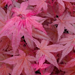 Acer Beni-maiko Garden Tree - Striking Red Leaves, Compact Size, Hardy (20-30cm) -Outlet Green Shrub Hub Store acer beni maiko garden tree striking red leaves compact size hardy 20 30cm 5059442007578 04c MP
