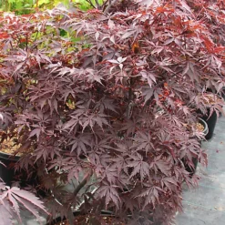 Acer Black Lace - Deeply Cut Purple Foliage, Outdoor Plant, Ideal For Gardens, Compact Size (50-70cm) -Outlet Green Shrub Hub Store acer black lace deeply cut purple foliage outdoor plant ideal for gardens compact size 50 70cm 5059442046997 04c MP