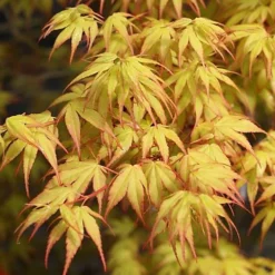 Acer Katsura - Beautiful Japanese Maple Tree For Breathtaking UK Gardens - Outdoor Plant (30-40cm) -Outlet Green Shrub Hub Store acer katsura beautiful japanese maple tree for breathtaking uk gardens outdoor plant 30 40cm 5051641450612 03c MP