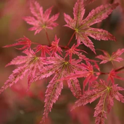 Acer Phoenix - Vibrant Red Foliage, Outdoor Plant, Ideal For Gardens, Compact Size (50-70cm) -Outlet Green Shrub Hub Store acer phoenix vibrant red foliage outdoor plant ideal for gardens compact size 50 70cm 5059442008124 03c MP