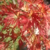 Acer Seiryu - Graceful Japanese Maple Tree For Serene UK Gardens - Outdoor Plant (30-40cm)