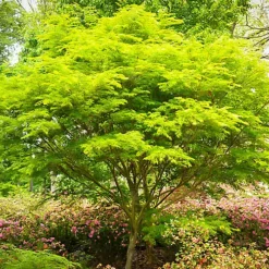 Acer Seiryu - Graceful Japanese Maple Tree For Serene UK Gardens - Outdoor Plant (30-40cm) -Outlet Green Shrub Hub Store acer seiryu graceful japanese maple tree for serene uk gardens outdoor plant 30 40cm 5051641527116 03c MP
