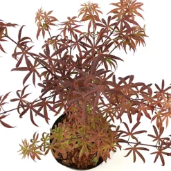 Acer Starfish - Japanese Maple, Outdoor Plant, Ideal For Gardens, Compact Size (80-100cm) -Outlet Green Shrub Hub Store acer starfish japanese maple outdoor plant ideal for gardens compact size 80 100cm 5059442043163 03c MP