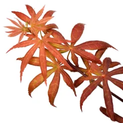 Acer Starfish - Japanese Maple, Outdoor Plant, Ideal For Gardens, Compact Size (80-100cm) -Outlet Green Shrub Hub Store acer starfish japanese maple outdoor plant ideal for gardens compact size 80 100cm 5059442043163 04c MP
