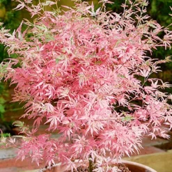 Acer Taylor - Japanese Maple, Outdoor Plant, Ideal For Gardens, Compact Size (50-70cm)
