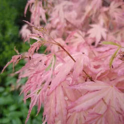 Acer Taylor - Japanese Maple, Outdoor Plant, Ideal For Gardens, Compact Size (50-70cm) -Outlet Green Shrub Hub Store acer taylor japanese maple outdoor plant ideal for gardens compact size 50 70cm 5059442046485 04c MP