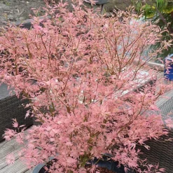 Acer Taylor - Japanese Maple, Outdoor Plant, Ideal For Gardens, Compact Size (80-100cm) -Outlet Green Shrub Hub Store acer taylor japanese maple outdoor plant ideal for gardens compact size 80 100cm 5059442046492 03c MP