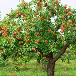 Apple Braeburn Patio Tree - Flavorful Fruit-Bearing Tree For UK Patio Gardens - Outdoor Plant (2-3ft) -Outlet Green Shrub Hub Store apple braeburn patio tree flavorful fruit bearing tree for uk patio gardens outdoor plant 2 3ft 5059442031894 03c MP