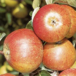 Apple Cox's Orange Patio Tree - Flavorful Fruit-Bearing Tree For UK Patio Gardens - Outdoor Plant (2-3ft) -Outlet Green Shrub Hub Store apple cox s orange patio tree flavorful fruit bearing tree for uk patio gardens outdoor plant 2 3ft 5059442014590 03c MP