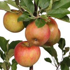 Apple Elstar Patio Tree - Flavourful Fruit-Bearing Tree For UK Patio Gardens - Outdoor Plant (2-3ft) -Outlet Green Shrub Hub Store apple elstar patio tree flavourful fruit bearing tree for uk patio gardens outdoor plant 2 3ft 5059442009602 03c MP