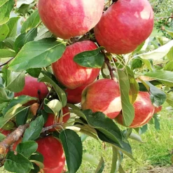 Apple Elstar Patio Tree - Flavourful Fruit-Bearing Tree For UK Patio Gardens - Outdoor Plant (2-3ft) -Outlet Green Shrub Hub Store apple elstar patio tree flavourful fruit bearing tree for uk patio gardens outdoor plant 2 3ft 5059442009602 04c MP