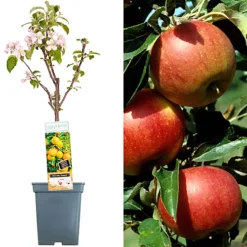 Apple Jonagold Patio Tree - Crisp Fruit-Bearing Tree For UK Patio Gardens - Outdoor Plant (2-3ft)
