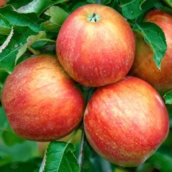 Apple Jonagold Patio Tree - Crisp Fruit-Bearing Tree For UK Patio Gardens - Outdoor Plant (2-3ft) -Outlet Green Shrub Hub Store apple jonagold patio tree crisp fruit bearing tree for uk patio gardens outdoor plant 2 3ft 5059442009596 03c MP