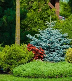 AUTUMN FERTILIZER FOR CONIFERS, WITHOUT NITROGEN - 1.2 KG - AGRECOL -Outlet Green Shrub Hub Store autumn fertilizer for conifers without nitrogen 1 2 kg agrecol5902341002291 03c MP