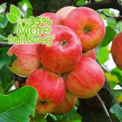 Baby Bio Outdoor Fruit And Vegetable Feed Concentrate 2 X 750 Ml -Outlet Green Shrub Hub Store baby bio outdoor fruit and vegetable feed concentrate 2 x 750 ml5059331216616 03c MP