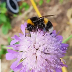 Bees And Butterfly Wildflower Seed BSBP 100% (1 Kg) -Outlet Green Shrub Hub Store bees and butterfly wildflower seed bsbp 100 1 kg 00000595 05c MP