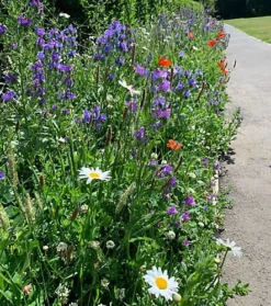 Bees And Butterfly Wildflower Seed BSBP 100% (1 Kg) -Outlet Green Shrub Hub Store bees and butterfly wildflower seed bsbp 100 1 kg 00000595 06c MP