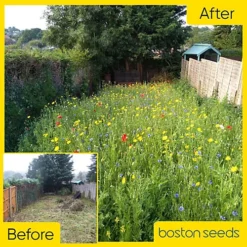 Bees And Butterfly Wildflower Seed BSBP 100% (100 G) -Outlet Green Shrub Hub Store bees and butterfly wildflower seed bsbp 100 100 g 00000992 05c MP