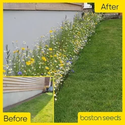 Bees And Butterfly Wildflower Seed BSBP 100% (100 G) -Outlet Green Shrub Hub Store bees and butterfly wildflower seed bsbp 100 100 g 00000992 06c MP