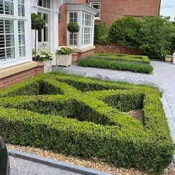 Box 20cm Height Evergreen Hedge Plant Pack Of 20