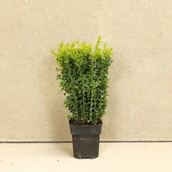 Box 20cm Height Evergreen Hedge Plant Pack Of 20 5 Box 20cm Height Evergreen Hedge Plant Pack Of 20 -Outlet Green Shrub Hub Store box 20cm height evergreen hedge plant pack of 205056684004044 03c MP