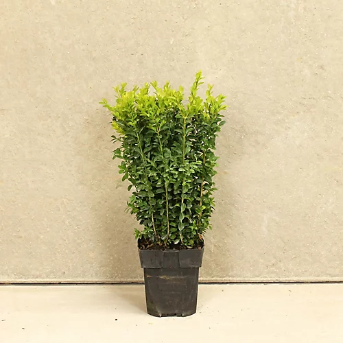 Box 20cm Height Evergreen Hedge Plant Pack Of 20 3 Box 20cm Height Evergreen Hedge Plant Pack Of 20 - Image 3