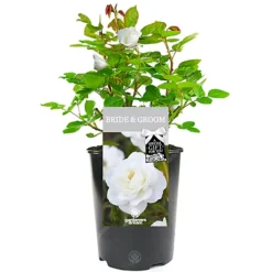 Bride And Groom White Rose - Outdoor Plant, Ideal For Gardens, Compact Size