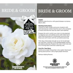 Bride And Groom White Rose - Outdoor Plant, Ideal For Gardens, Compact Size -Outlet Green Shrub Hub Store bride and groom white rose outdoor plant ideal for gardens compact size5051641538709 03c MP