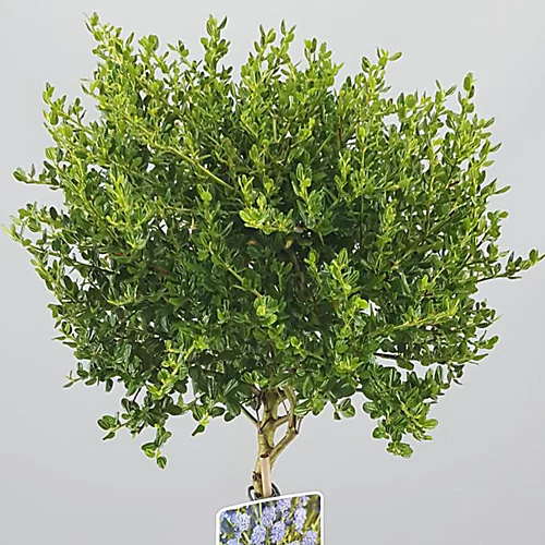Ceanothus Victoria Patio Tree - Stunning Variety, Ideal For UK Gardens, Compact Size (2-3ft) 2 Ceanothus Victoria Patio Tree - Stunning Variety, Ideal For UK Gardens, Compact Size (2-3ft) - Image 2