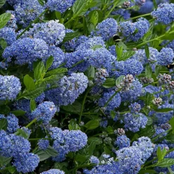 Ceanothus Victoria Patio Tree - Stunning Variety, Ideal For UK Gardens, Compact Size (2-3ft) 7 Ceanothus Victoria Patio Tree - Stunning Variety, Ideal For UK Gardens, Compact Size (2-3ft) -Outlet Green Shrub Hub Store ceanothus victoria patio tree stunning variety ideal for uk gardens compact size 2 3ft 5059442009503 04c MP